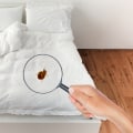 What Do Bed Bug Fecal Spots Look Like On Sheets?