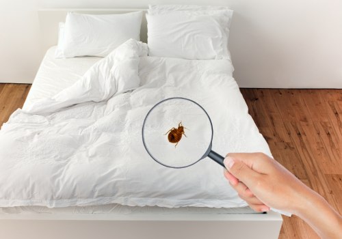 What Do Bed Bug Fecal Spots Look Like On Sheets?