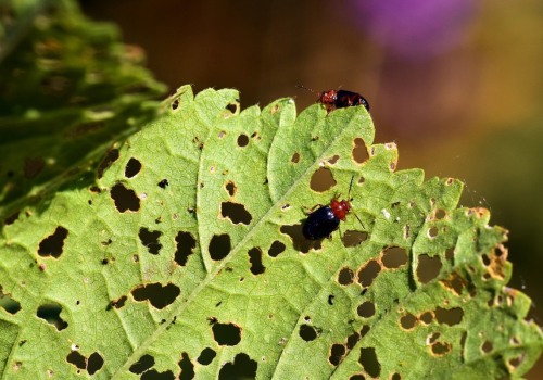 The Exciting Growth of Pest Control Careers