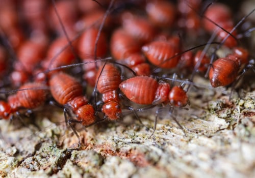 The Longevity of Pest Control: How Long Does It Last?